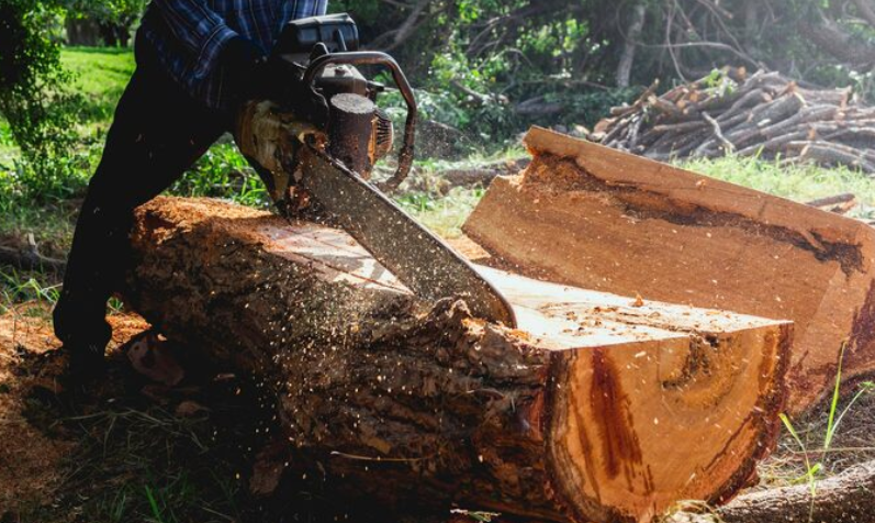 Stump Grinding vs. Stump Removal: Choosing the Best Solution for Your Yard